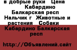 в добрые руки › Цена ­ 1 - Кабардино-Балкарская респ., Нальчик г. Животные и растения » Собаки   . Кабардино-Балкарская респ.